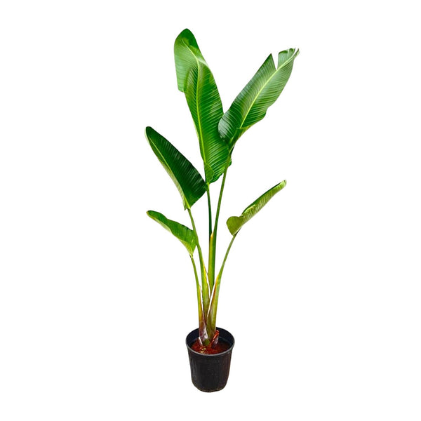 Baumstrelitzie – Strelitzia augusta