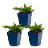 Polsterphlox ‚Rosette' – Phlox subulata – Ansicht 2
