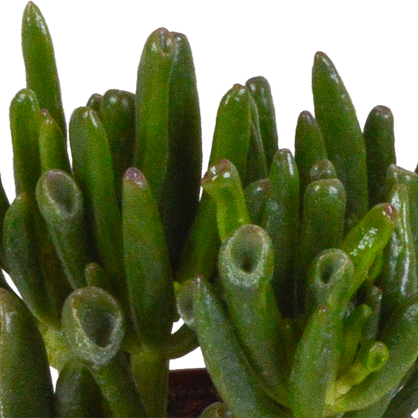 Sukkulenten-Set „Crassula-Mix“ – 3 Dickblatt-Pflanzen – Ansicht 6
