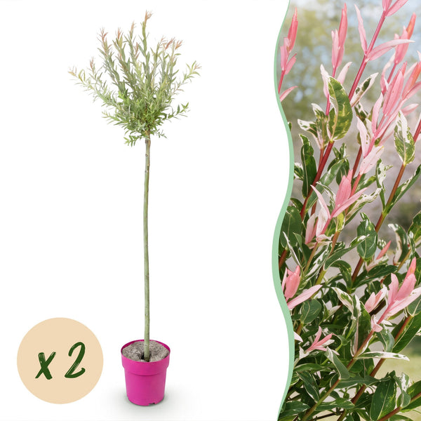 Harlekinweide ‚Flamingo' – Salix integra