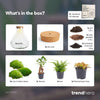 Terrarium-Set „Sam XL Bonsai" – DIY-Pflanzenterrarium mit Licht