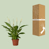 Einblatt ‚Bingo Cupido' – Spathiphyllum – Ansicht 3