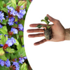 Hornnarbe – Ceratostigma – Ansicht 2