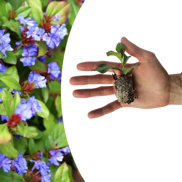 Hornnarbe – Ceratostigma – Ansicht 2