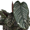 Korbmarante – Calathea ornata – Ansicht 5