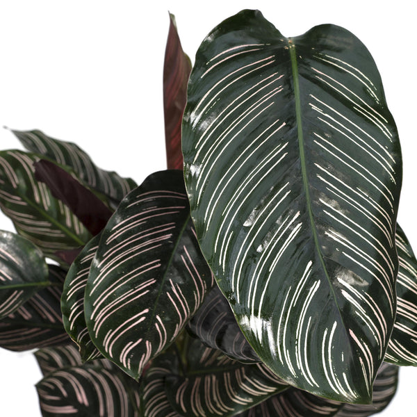 Korbmarante – Calathea ornata – Ansicht 5