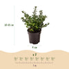 Japanische Stechpalme ‚Stokes' – Ilex crenata – Ansicht 4