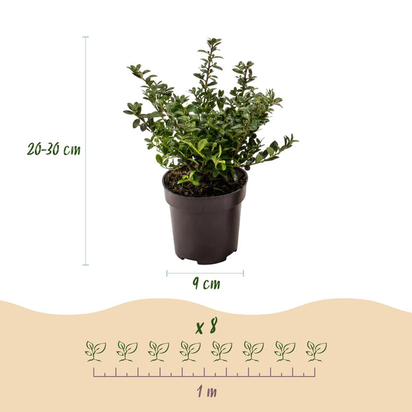 Japanische Stechpalme ‚Stokes' – Ilex crenata – Ansicht 4