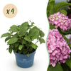 Bauernhortensie ‚Endless Summer The Original Pink' – Hydrangea macrophylla