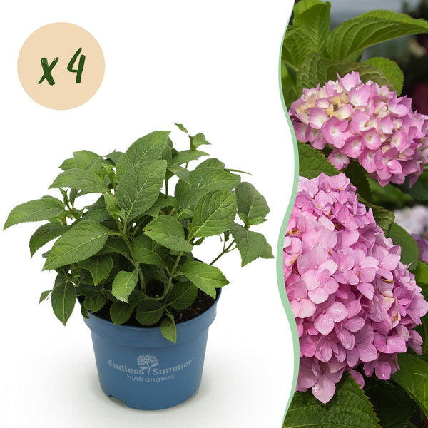 Bauernhortensie ‚Endless Summer The Original Pink' – Hydrangea macrophylla