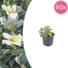 Lenzrose – Helleborus orientalis