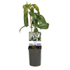 Immergrüne Waldrebe – Clematis armandii – Ansicht 2