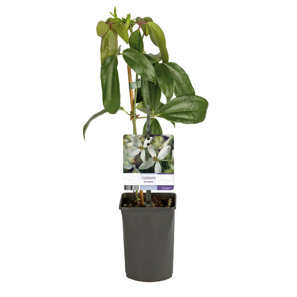 Immergrüne Waldrebe – Clematis armandii – Ansicht 2