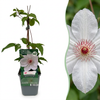 Waldrebe ‚Miss Bateman' – Clematis