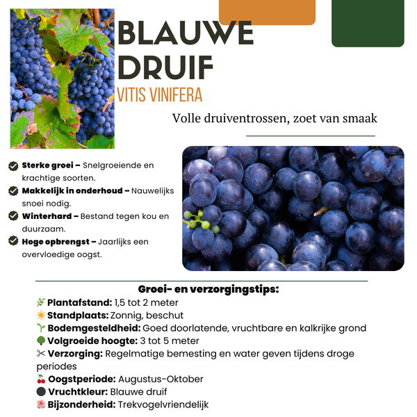 Obstpflanzen-Set „Früchte-Oase" – 5 verschiedene BIO-Obstpflanzen – Ansicht 10