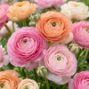 Ranunkel ‚Pastel Mix' – Ranunculus asiaticus