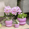 Schmetterlingsorchidee ‚Mineral Switzerland' – Phalaenopsis – Ansicht 2