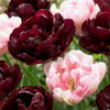 Tulpe ‚Sweet Desire Mix' – Tulipa