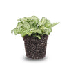 Mosaikpflanze ‚White Tiger' – Fittonia albivenis