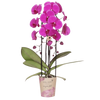 Schmetterlingsorchidee ‚Niagara Fall Free Ride' – Phalaenopsis