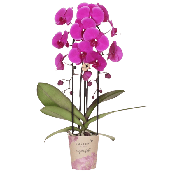 Schmetterlingsorchidee ‚Niagara Fall Free Ride' – Phalaenopsis