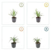 Lilientraube ‚Moneymaker' – Liriope muscari – Ansicht 3