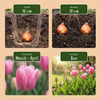 Blumenzwiebel-Set „Bulb Garden Pink" – rosa Sommerblüher-Mischung – Ansicht 4