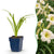 Taglilie ‚Arctic Snow' – Hemerocallis – 1 Stück