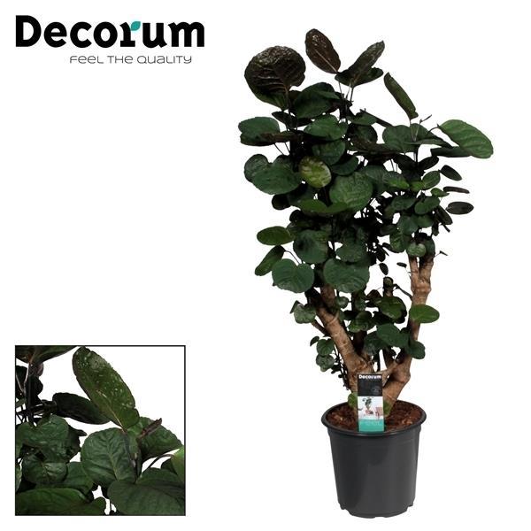 Fiederaralie ‚Fabian‘ – Polyscias scutellaria
