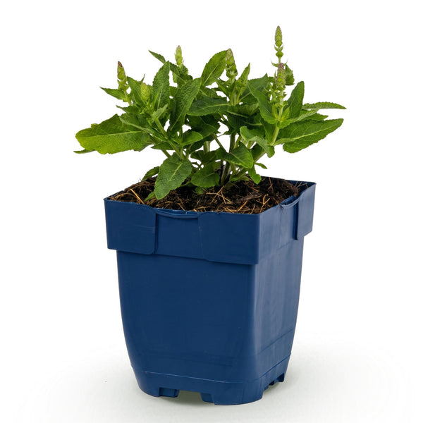 Steppensalbei ‚Sensation Deep Blue' – Salvia nemorosa – Ansicht 2