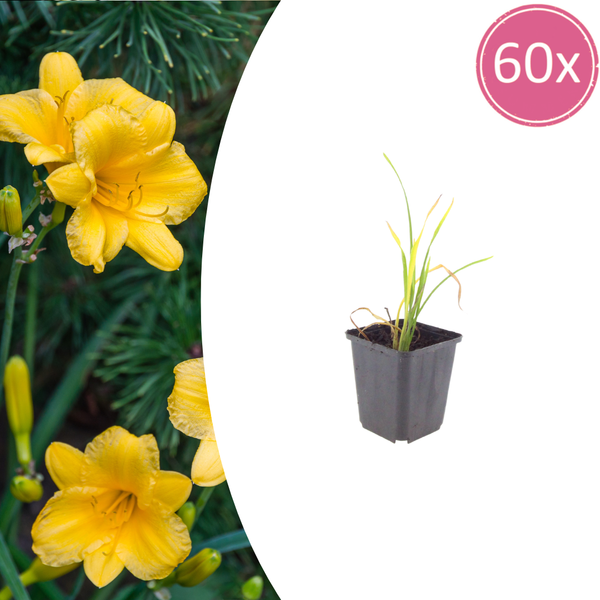 Taglilie ‚Stella de Oro' – Hemerocallis