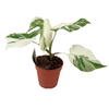 Monstera Deliciosa Variegata Super White - Ø 15cm - ↕ 50cm