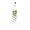 Leuchterblume – Ceropegia Woodii hängend – ↕ 50 cm – Ø 14 cm