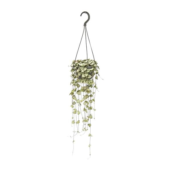 Leuchterblume – Ceropegia Woodii hängend – ↕ 50 cm – Ø 14 cm