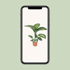 Dieffenbachie – Dieffenbachia Seguine Tropic Snow – ↕ 70 cm – Ø 19 cm