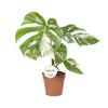 Fensterblatt - Monstera Deliciosa Variegata - ↕ 45 cm - Ø 15 cm