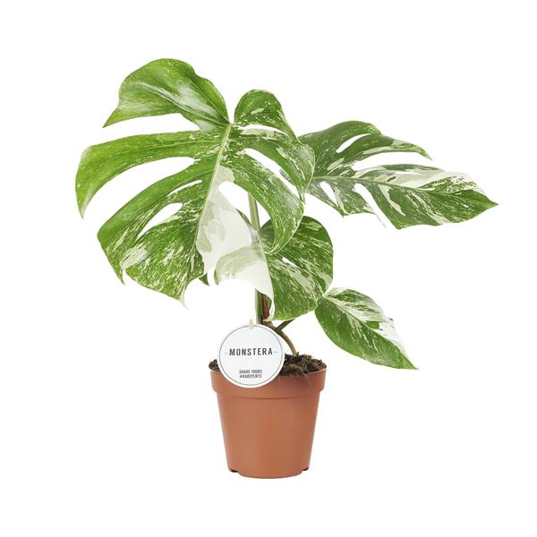 Fensterblatt - Monstera Deliciosa Variegata - ↕ 45 cm - Ø 15 cm