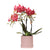 Nachtfalterorchidee - Rote Orchidee Congo - ↕ 40 cm - Ø 9 cm | Bali Zierpot Sand