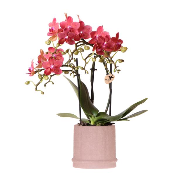 Nachtfalterorchidee - Rote Orchidee Congo - ↕ 40 cm - Ø 9 cm | Bali Zierpot Sand