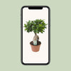 Ginseng-Feige - Ficus Ginseng - ↕ 40 cm - Ø 17 cm