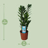 Glücksfeder - Zamioculcas Zamiifolia - ↕ 55 cm - Ø 14 cm