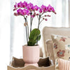 Nachtfalterorchidee & Sukkulente - ↕ ca. 30–35 cm - Ø 9 cm | 2er-Set rosa gefleckt auf weißem Tablett