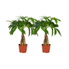 2x Glückskastanie - Pachira Aquatica Geflochtener Stamm - ↕ 35 cm - Ø 12 cm