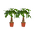 2x Glückskastanie - Pachira Aquatica Geflochtener Stamm - ↕ 35 cm - Ø 12 cm