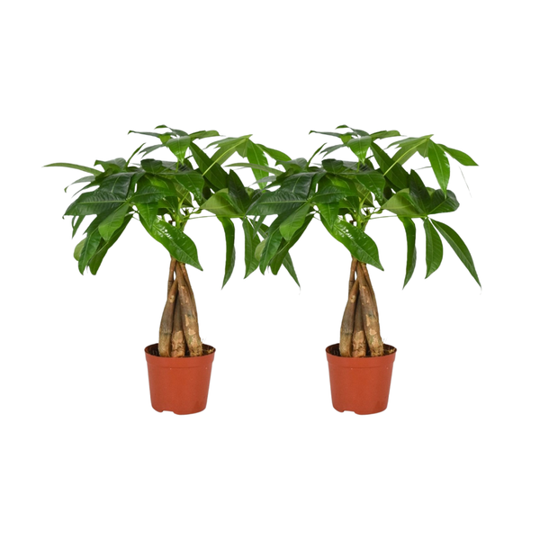 2x Glückskastanie - Pachira Aquatica Geflochtener Stamm - ↕ 35 cm - Ø 12 cm