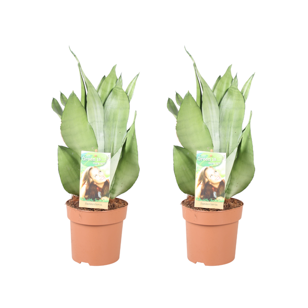 Bogenhanf ‚Moonshine' – Sansevieria trifasciata
