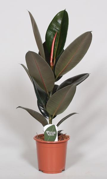 Gummibaum ‚Abidjan' – Ficus elastica