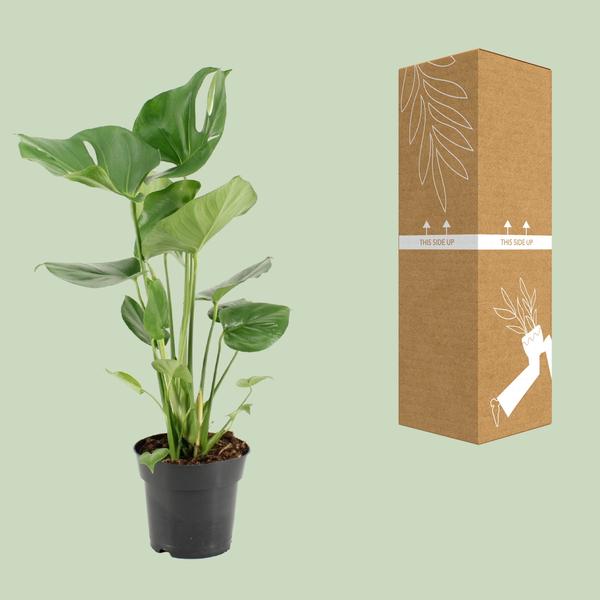 Fensterblatt - Monstera Deliciosa - ↕ 60 cm - Ø 17 cm