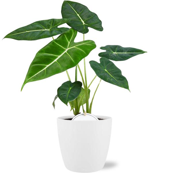 Pfeilblatt - Alocasia Frydek - ↕ 35 cm - Ø 12 cm | Brussels Übertopf weiß – ↕ 12,5 cm – Ø 13,5 cm
