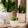 Nachtfalterorchidee - Phalaenopsis - ↕ ca. 35 cm - Ø 9 cm | 2er-Set Slow Living Small auf weißem organischen Tablett